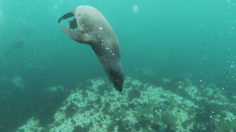 Dancing seal does the moonwalk better than you ever could