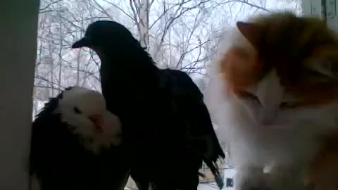 Gatos y pajaritos son Amigos 🤩🐱🦜❤️