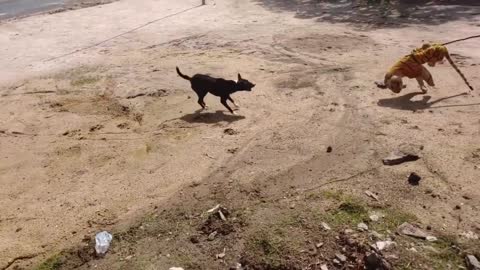 Wow Nice Prank! Fake Tiger Prank Dog Run Funny Action 2021 - animal lover funny video