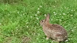 Peter Rabbit Eating Dinner Carrots