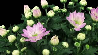 Flower Blooming Time-lapse