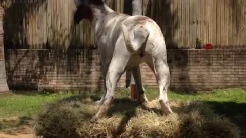 Beautiful Pitbull/Husky mix shows off balance skills