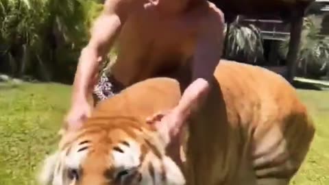 Amazing Funny Tiger Trending Clips || Best #funny Tigers #shorts Video || #trending#animals#reels