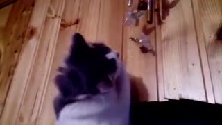 The kitten plays "music of the wind"
