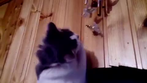 The kitten plays "music of the wind"