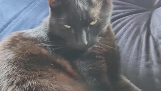 Cat Chirps at Owner's Sneezes