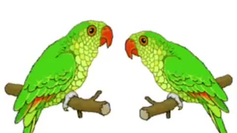 Parrots eating Competition
