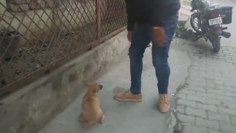 Puppy Dog Wants to play With Owner