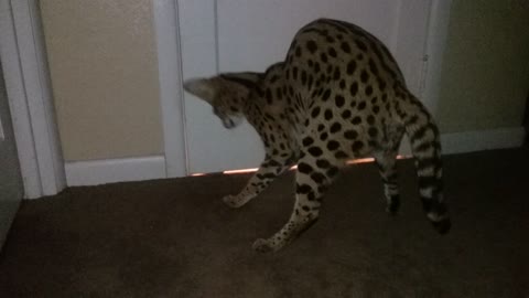 Aaliyah the Serval playing the Shadow game