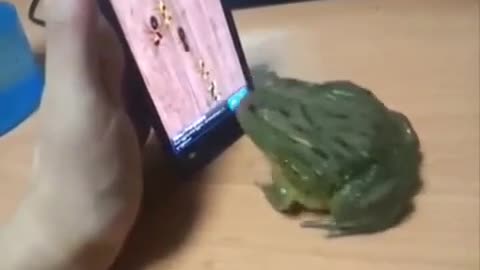 frog attack (funny video)