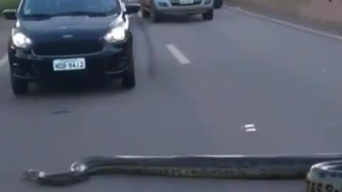 Giant anaconda crossing the street.