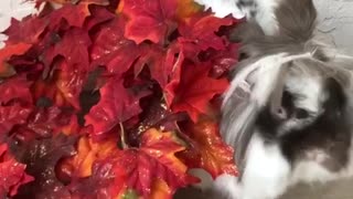 Monty gets into the fall spirit