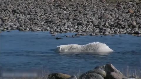 Wild Polar Bear - Predator of Arctic Ocean | Ice Bears |Cute Compilation (2021)