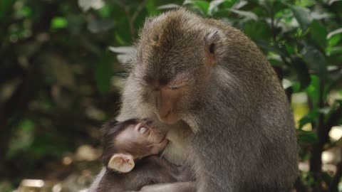 the monkey is feeding his little child