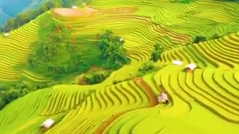 Terraces of tea fields in Vietnam