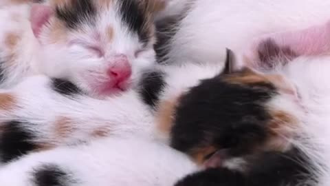 Sleeping Little Sweet Kitty Cat