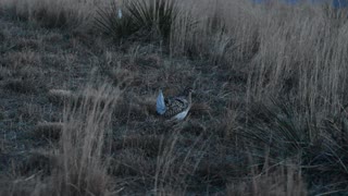Sharp Tailed Grouse - 01