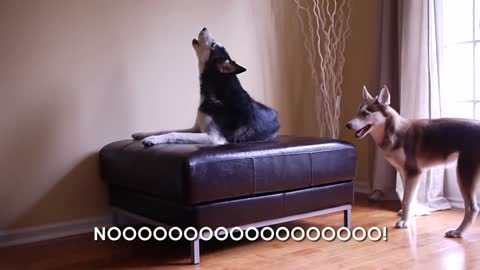Two Talking Huskies Argue Just Like Human Siblings