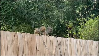 Pecan Thieves