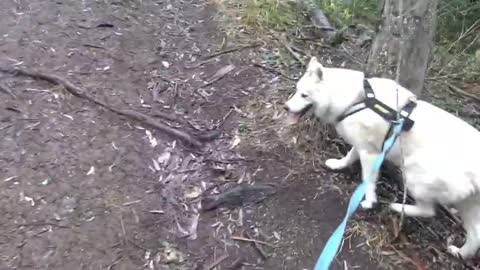 Husky Hike in a new spot