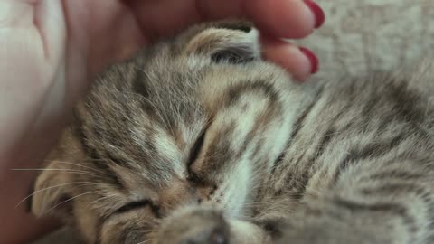 Cute sleepy kitten, so emotional