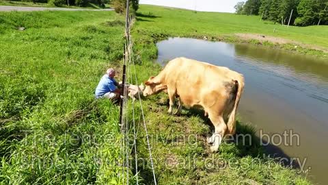Mother cow clearly asks man to rescue her newborn calf and he helped