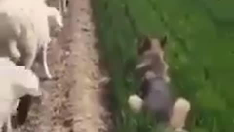 A dog grazing sheep