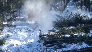 Buncher Machine Lays Down Tree After Tree