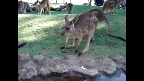 Baby kangaroos joeys cutest complilation