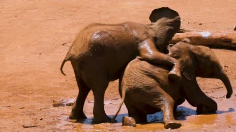 Elephants fighting.