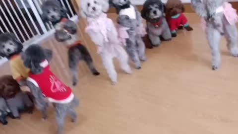 many dogs dancing cute