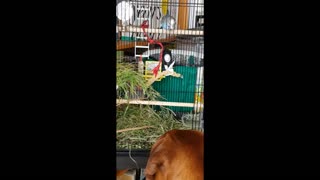 Crazy Budgie Takes pity on Heartbroken Hound