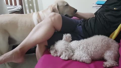 The dogs love daddy