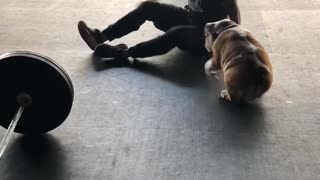 Bulldog cuddles with owner at the gym