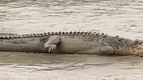 A big crocodile.