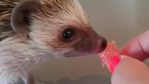 This Hedgehog Eating Watermelon Is Too Cute To Handle