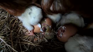 Hatching Chicken Eggs Chicken Eggs Hatching