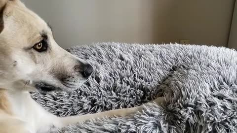 Dog Denied Playing In The Rain, Throws Temper Tantrum