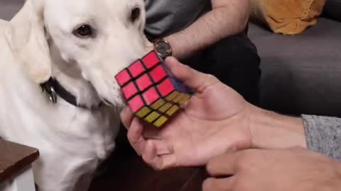 Is this the smartest dog in the world? Zachking.