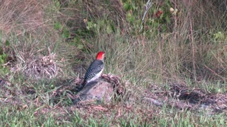 woodpecker takes a drink