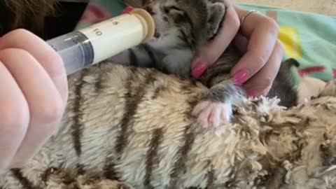 Bottle Baby Kitten Feeding Time