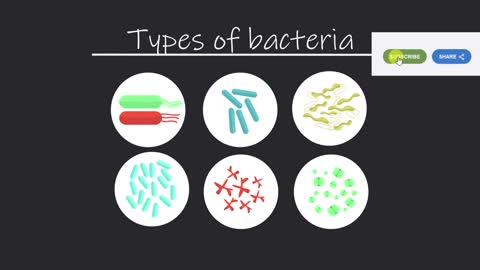Bacteria in the Digestive System