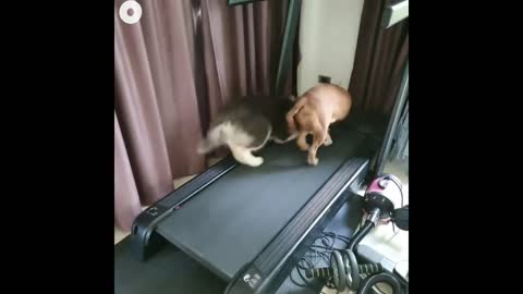 Funny dogs Running in Treadmill！！