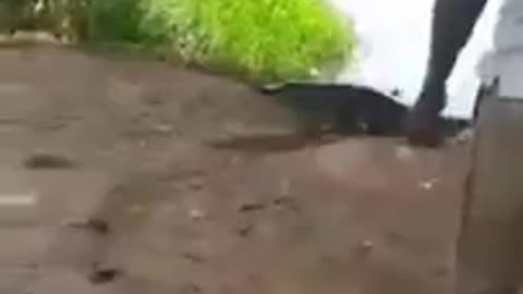 Sneaky croc camera captures incredible footage_Cut.mp4