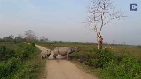 Rhino Chases Man Up A Tree help man