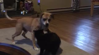 Dog and cat play fighting in living room