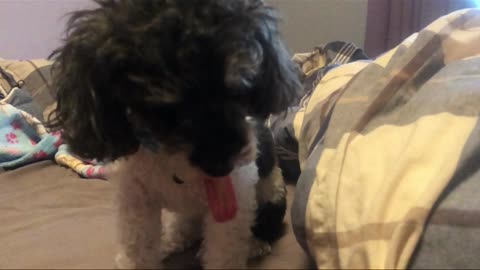 Lucky the Poodle Enjoying some Peanut Butter with some Slow Motion!!!