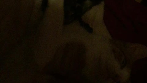 Feisty Kitten Woke Up Middle Of The Night To Play With Mom