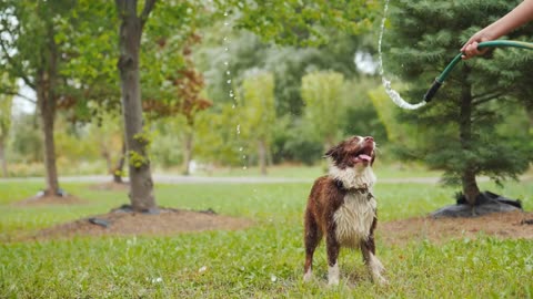 Cute dog playing with water