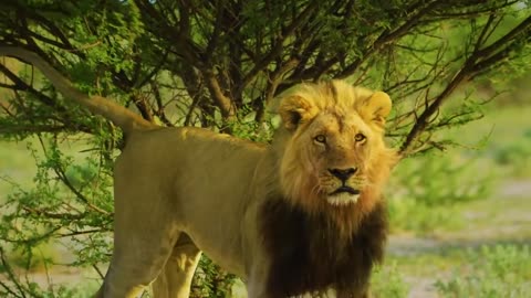 Amazing Wild Botswana Nature and Wildlife in 8K Short Preview Video